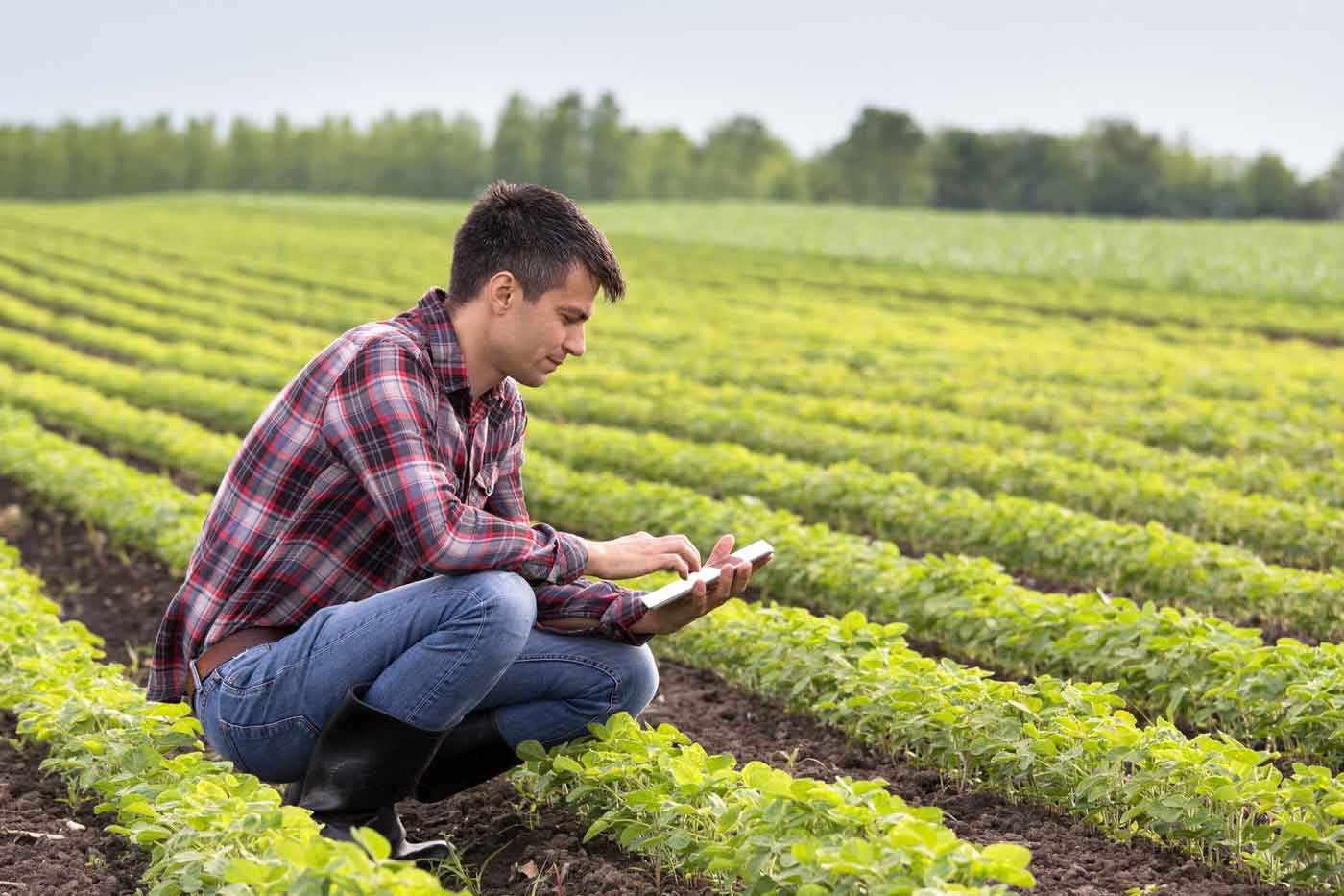 Why Farm-to-Table Dining Is Becoming a Lifestyle Movement