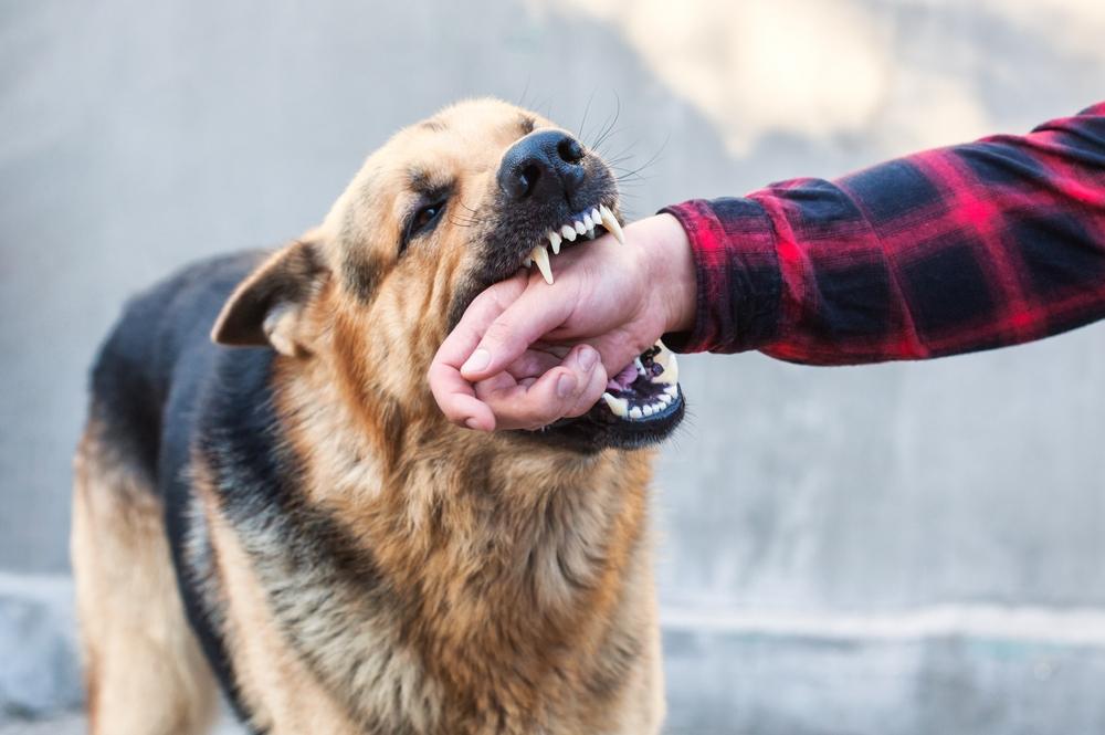 Injury Severity From Dog Bite And How Denver Lawyers Evaluate Your Claim